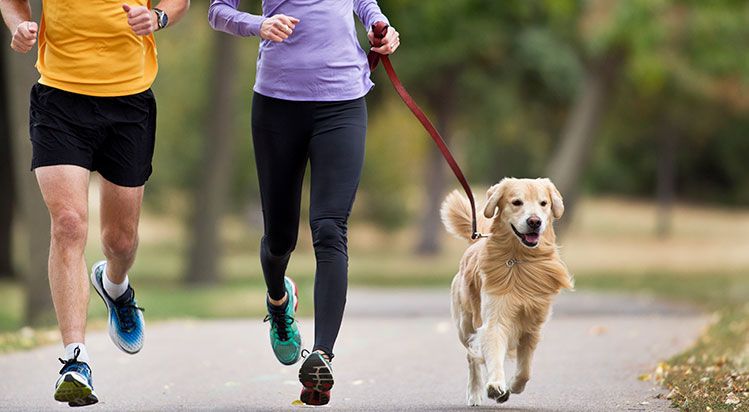 active dog owners have healthier pooches