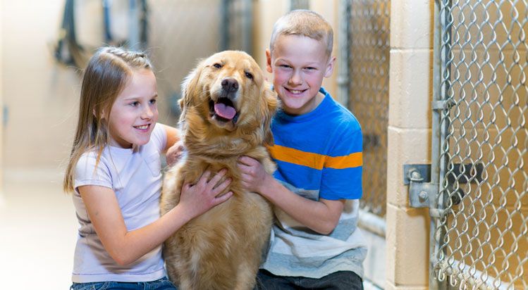 best ways to help homeless dogs