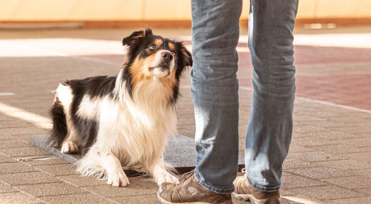 can dogs recall past experiences