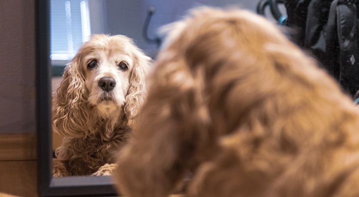 8 Ways Your Dog's Personality Can Change Over Time