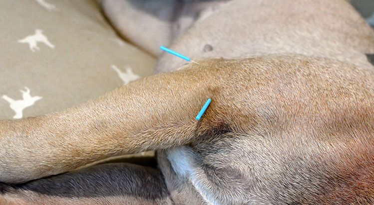 acupuncture: integrative care