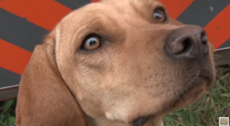 how much do dogs remember