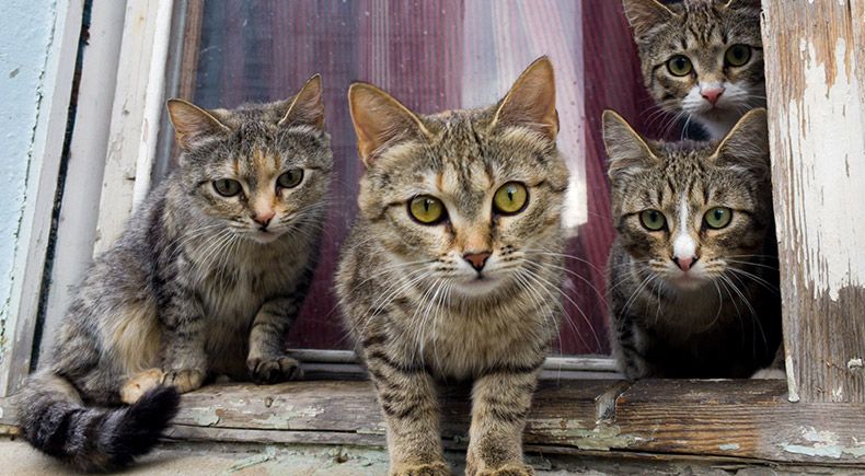 6 Ways to Help Cats Peacefully Coexist