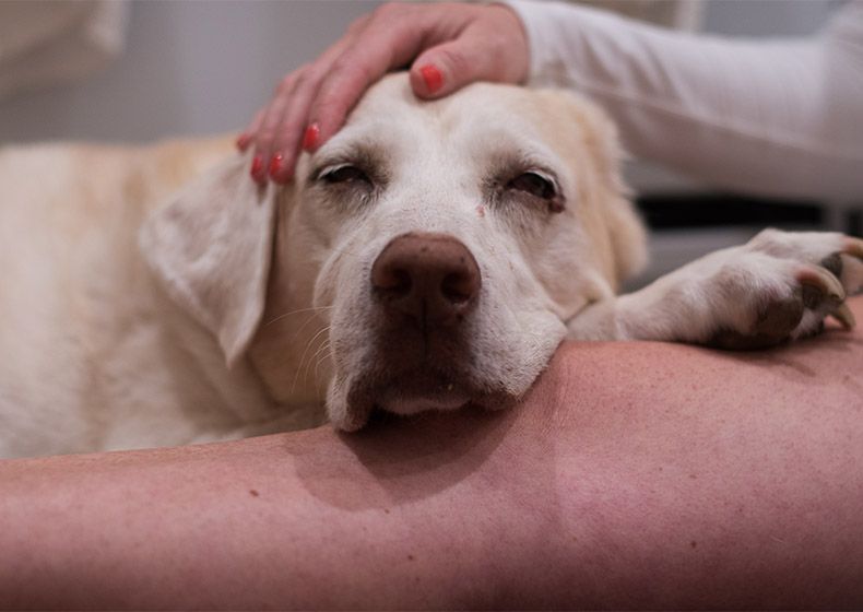 how to protect dogs from tumor