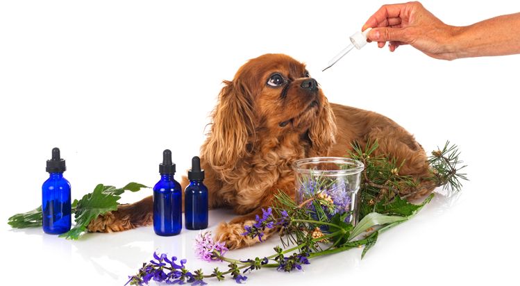 healing pet natural alternative therapies