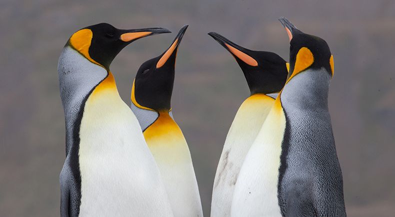 penguin evolution