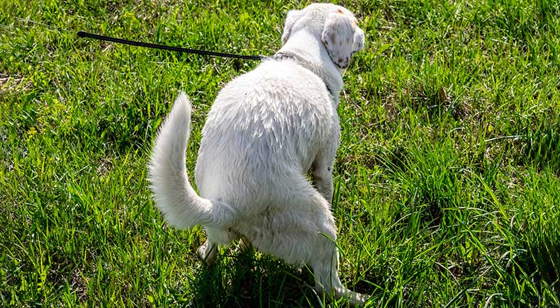 pet diarrhea treatment