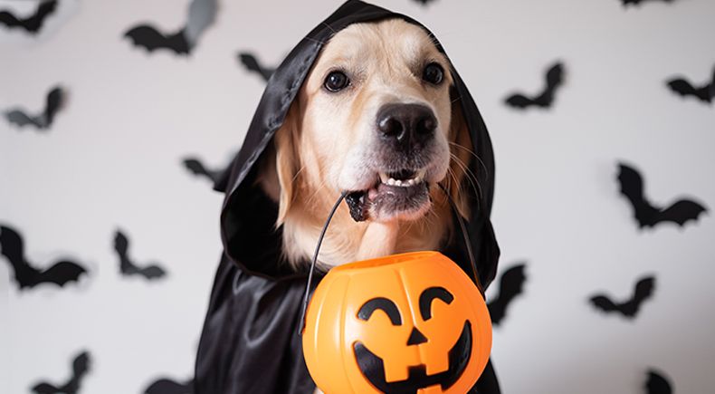 pet halloween safety tips