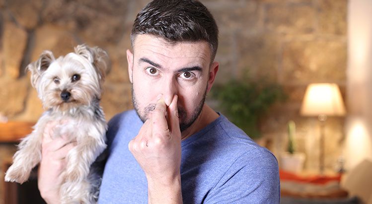 pet odors