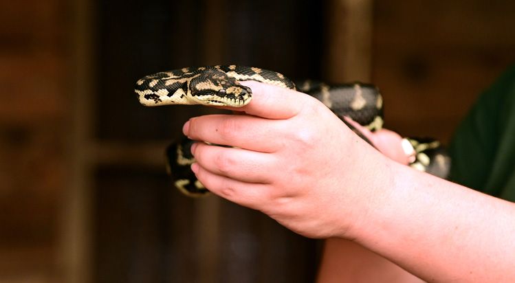 pet snakes