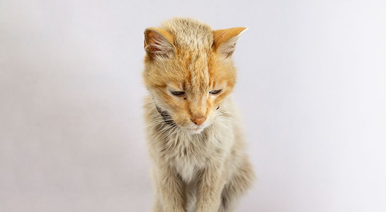 shrinking kitty syndrome