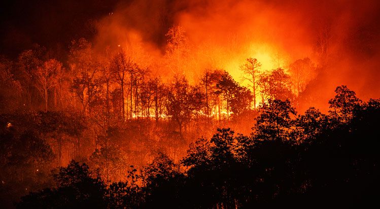 victims of wildfires