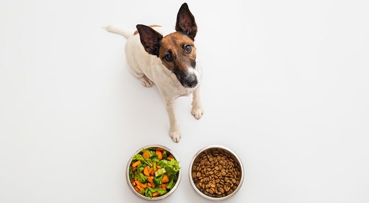 ultraprocessed vegan pet food