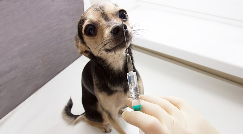 vaccine titer testing