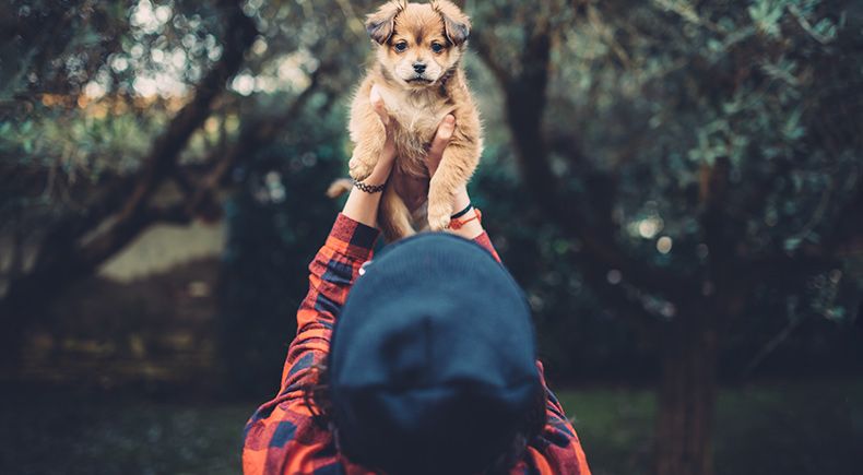 what dog really thinks of baby talk