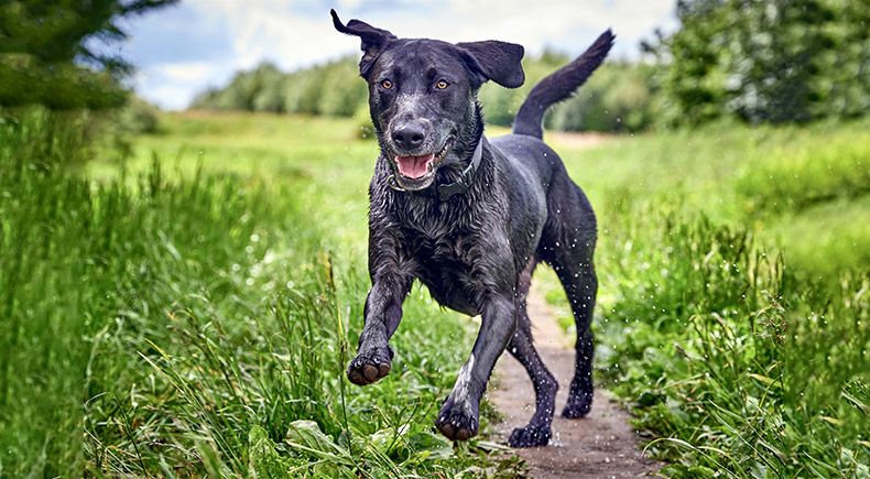 nutrition for canine athletes