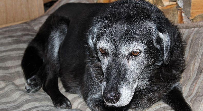 canine cognitive decline