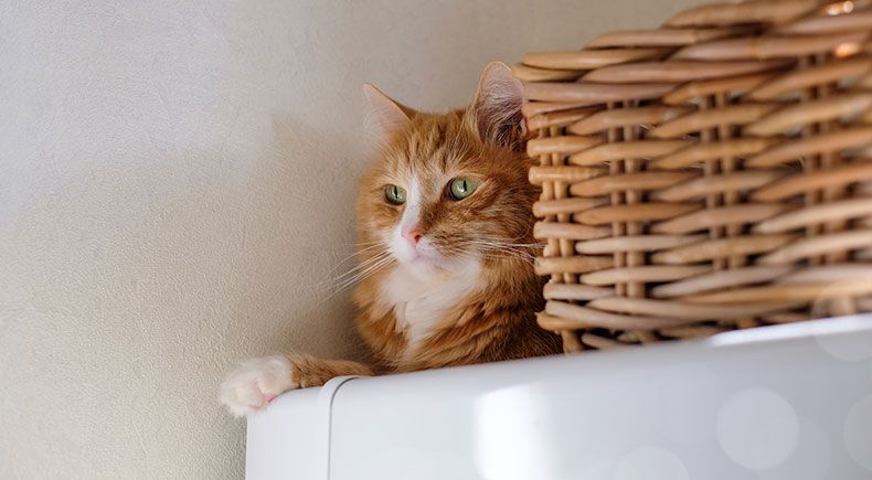 cat sleeping position