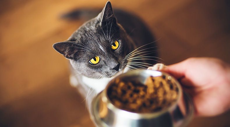 cats and carbs