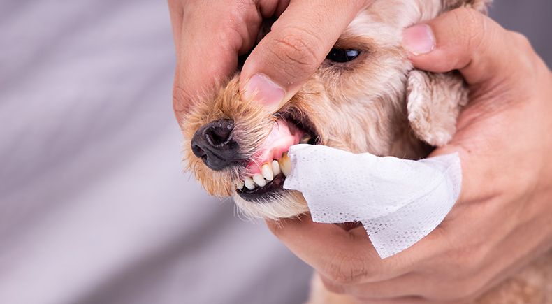 cleaning pets teeth
