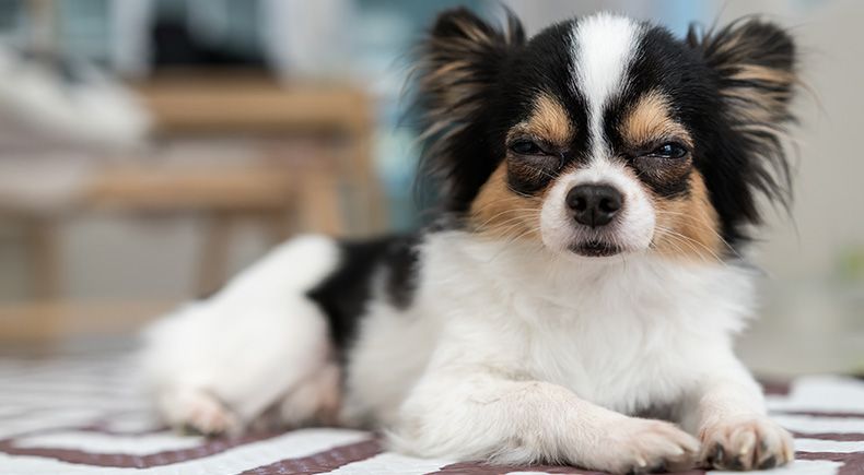 dog facial expressions