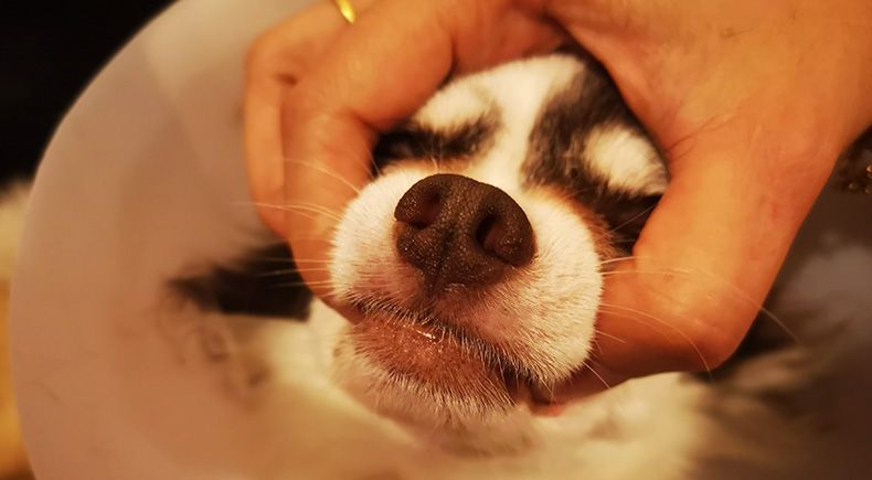fluorouracil toxicity in dogs
