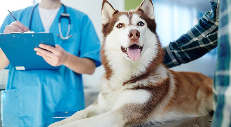 food therapy improves pets and owners lives