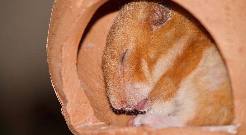 hamsters hibernate