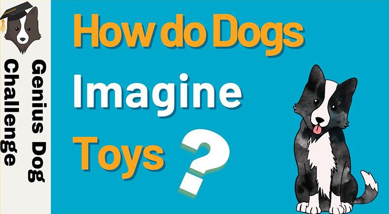 how does dog think of her favorite toys