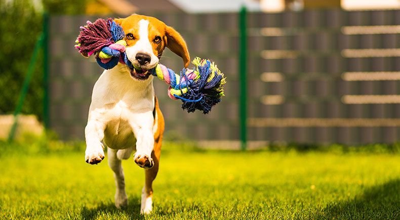 how to help your dog love her toys