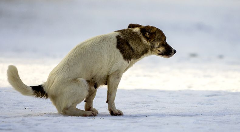 how to stop pet diarrhea