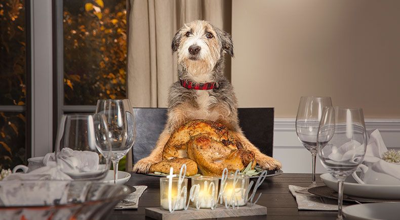 inviting your pets to your holiday table