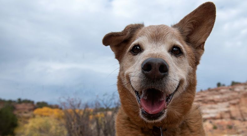 November is adopt-a-senior-pet month