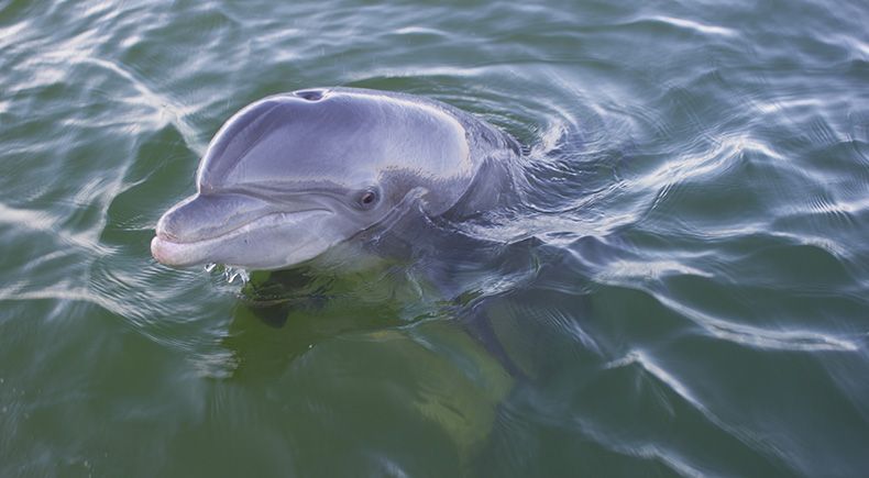 oil spill gene expression changes dolphins