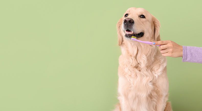 pet at home care
