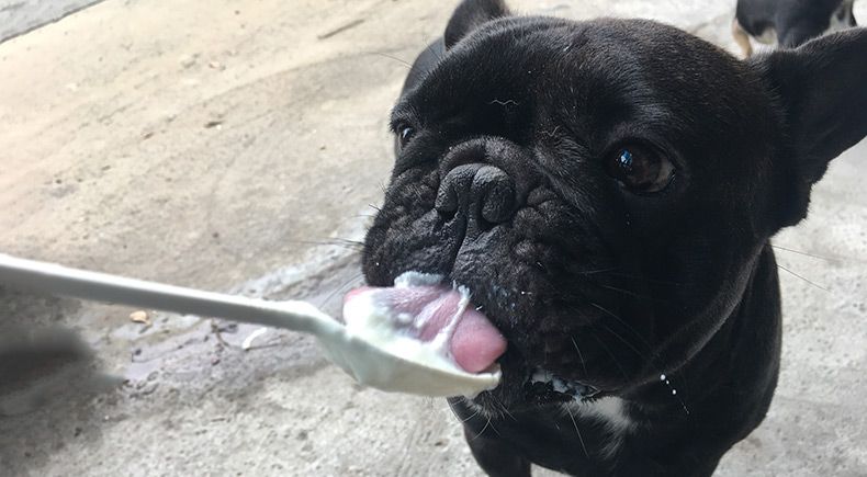 pet probiotics for anxiety
