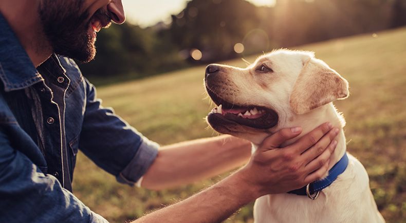 benefits of petting dogs