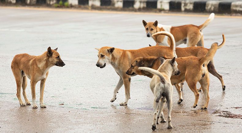 save street dogs in Thailand