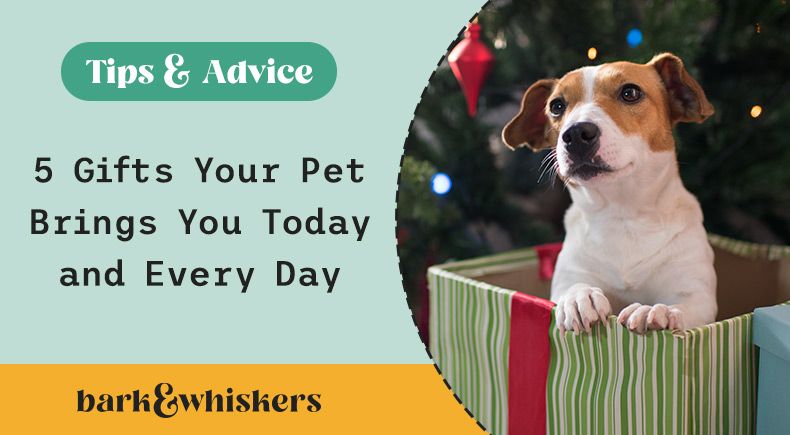 5 gifts your pet brings you