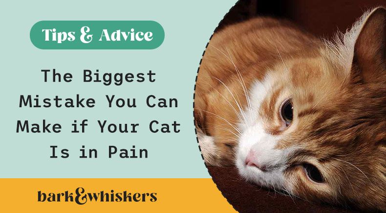 The Biggest Mistake You Can Make if Your Cat Is in Pain