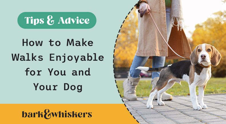 how to make dog walks enjoyable