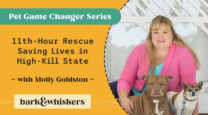 Molly Goldston saving animals from euthanasia