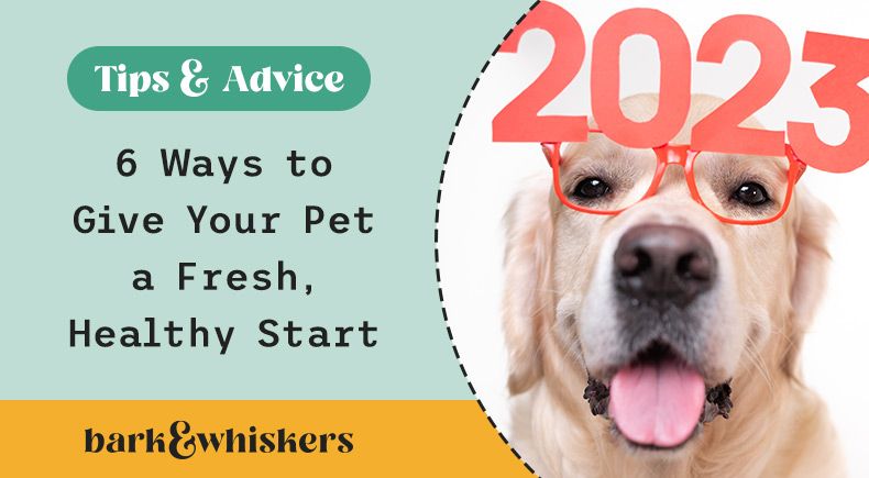 ways to boost pets health