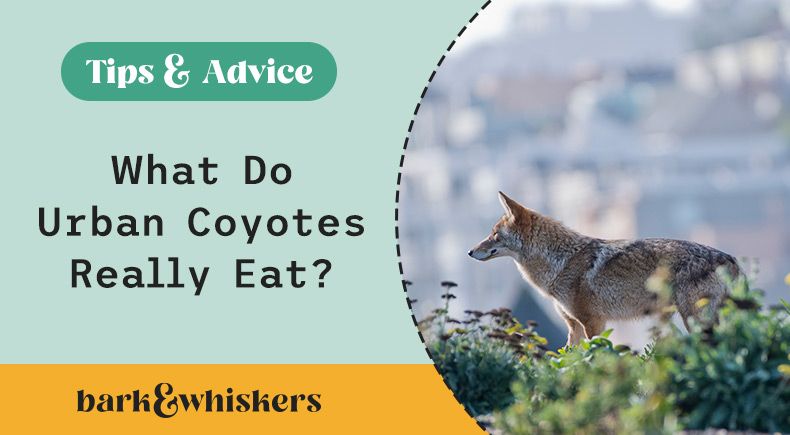 what do urban coyotes eat