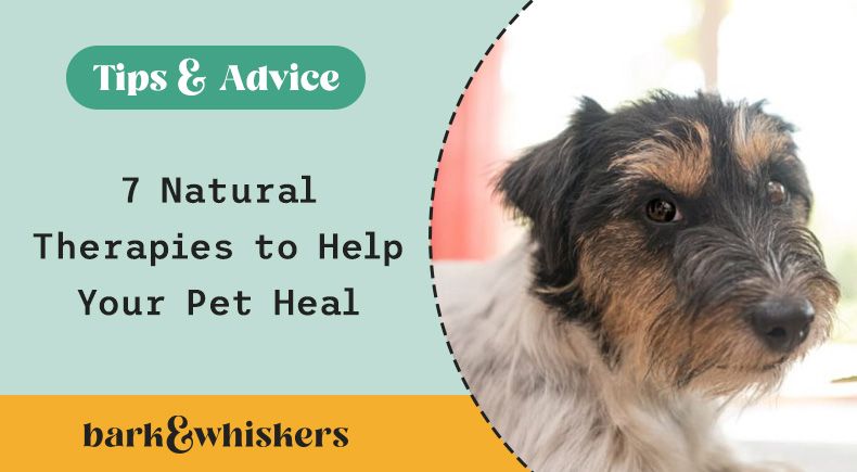 7 home remedies for pets
