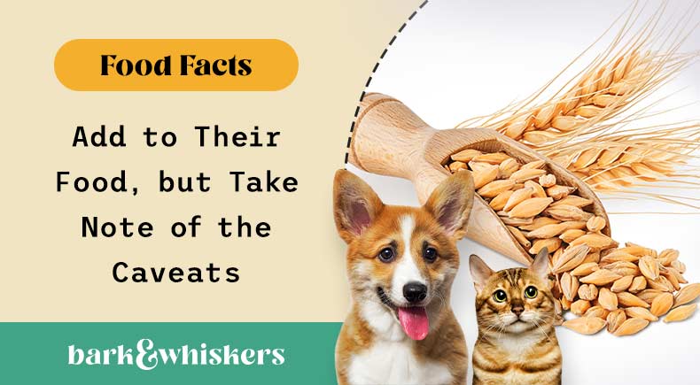 can you feed barley to your pets?