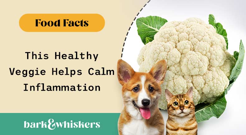 can you feed cauliflower to your pets?