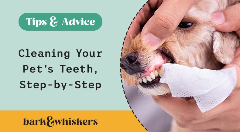 cleaning pets teeth