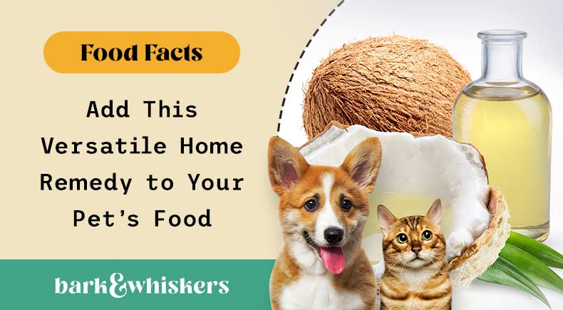 can you give coconut oil to your pets?