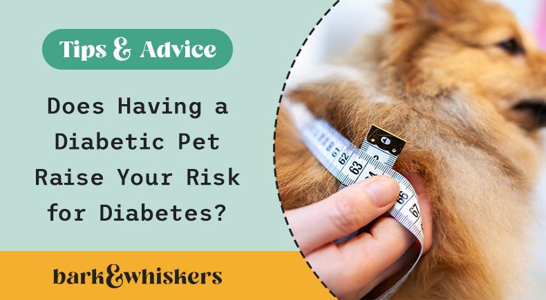 diabetic pet